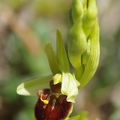 Ophrys araignée