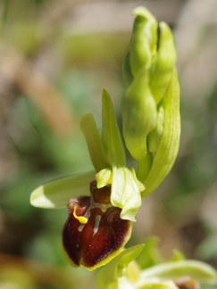 Ophrys araignée