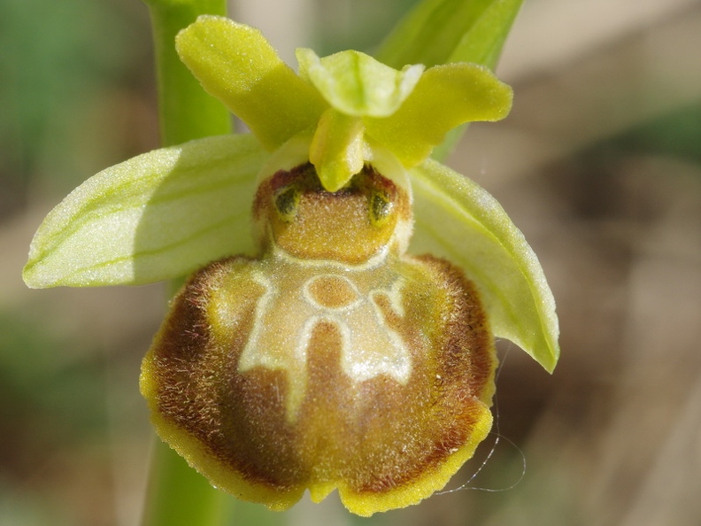 Ophrys_araignee_08.jpg