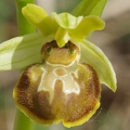 Ophrys_araignee_08.jpg