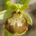 Ophrys araignée