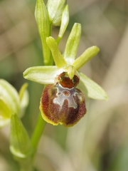 Ophrys araignée