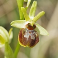 Ophrys araignée