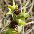 Ophrys araignée