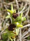 Ophrys araignée