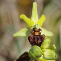 Ophrys araignée