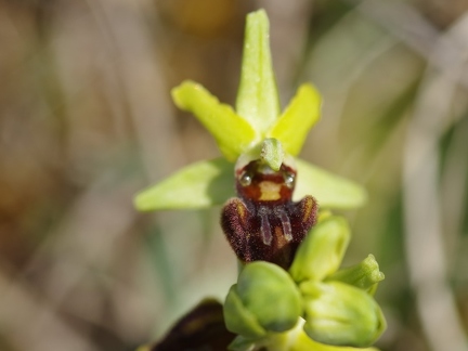 Ophrys araignée