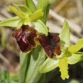 Ophrys araignée