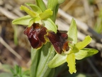 Ophrys araignée