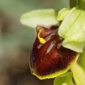 Ophrys araignée