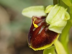 Ophrys araignée