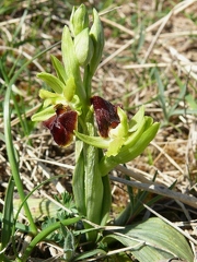 Ophrys araignée