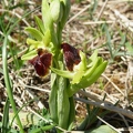Ophrys_araignee_14.jpg