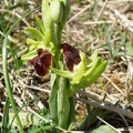 Ophrys araignée