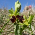 Ophrys araignée