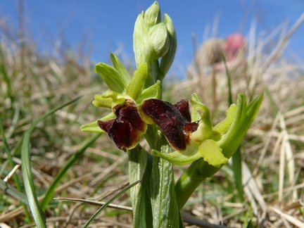 Ophrys araignée