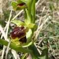 Ophrys araignée