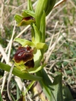 Ophrys araignée