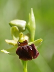 Ophrys araignée