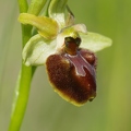 Ophrys_araignee_18.jpg
