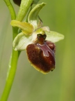 Ophrys araignée