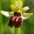 Ophrys_araignee_19.jpg