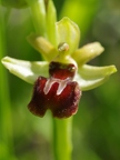 Ophrys araignée