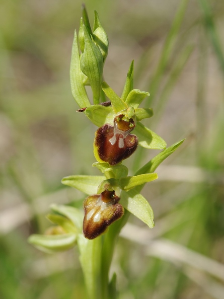 Ophrys_araignee_20.jpg