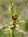 Ophrys araignée