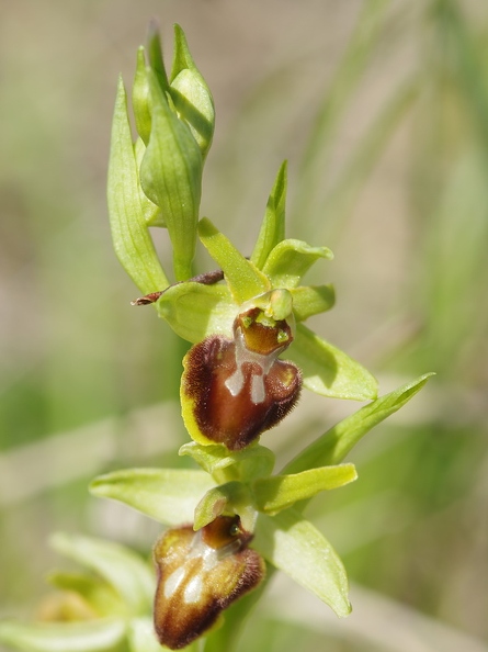 Ophrys_araignee_21.jpg