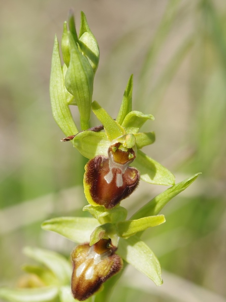 Ophrys araignée