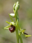 Ophrys araignée