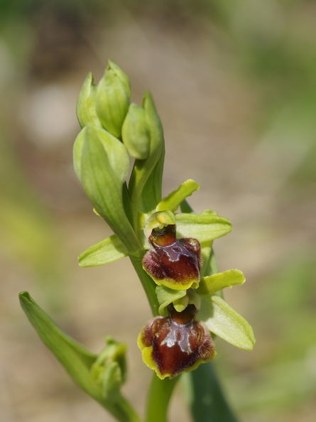 Ophrys araignée