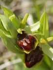 Ophrys araignée