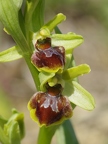 Ophrys araignée