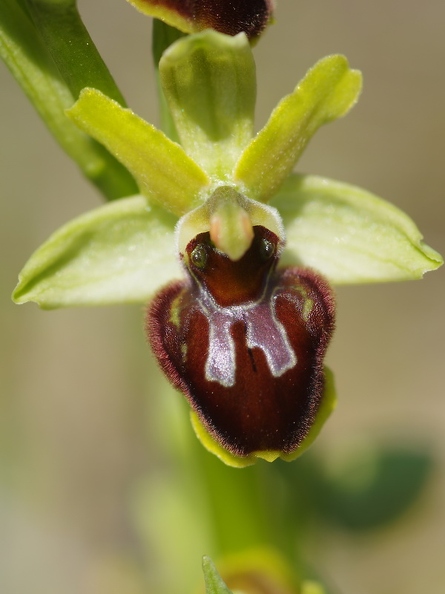 Ophrys_araignee_26.jpg