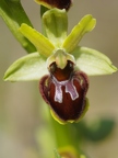 Ophrys araignée