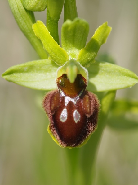 Ophrys araignée