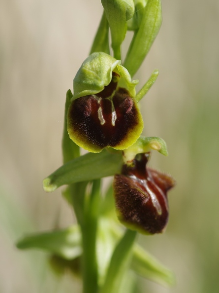 Ophrys_araignee_28.jpg