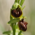 Ophrys_araignee_28.jpg