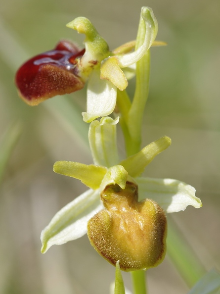 Ophrys araignée