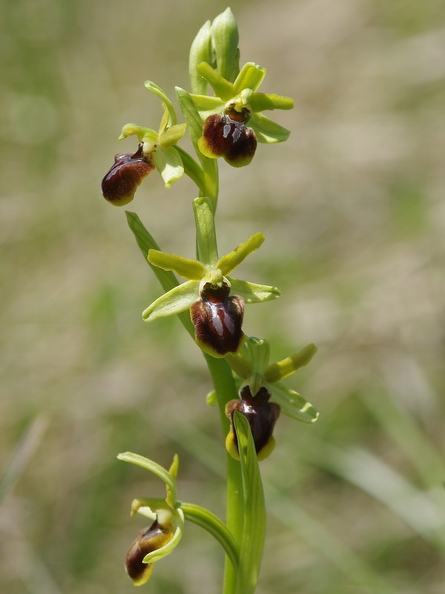 Ophrys araignée