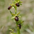 Ophrys_araignee_30.jpg