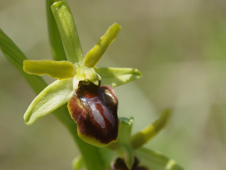 Ophrys araignée