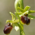 Ophrys_araignee_32.jpg