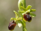 Ophrys araignée