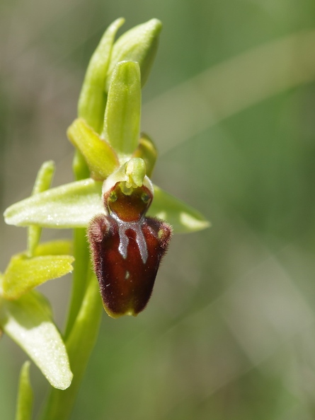 Ophrys araignée