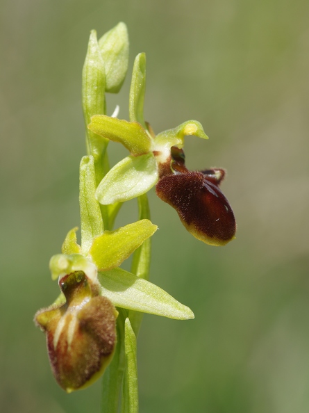 Ophrys araignée