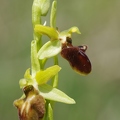 Ophrys_araignee_34.jpg