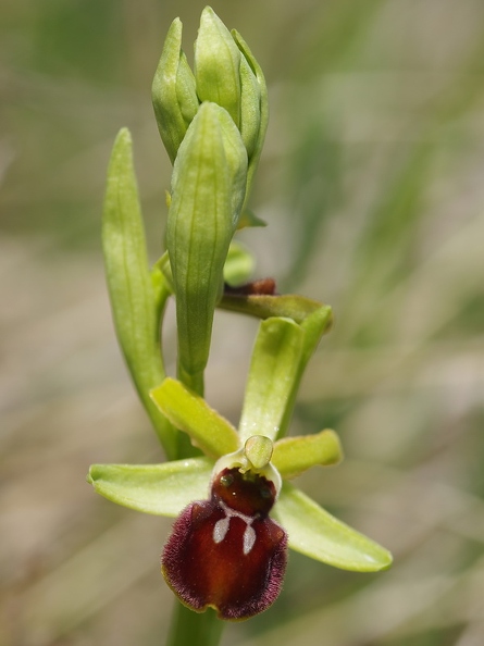 Ophrys_araignee_35.jpg